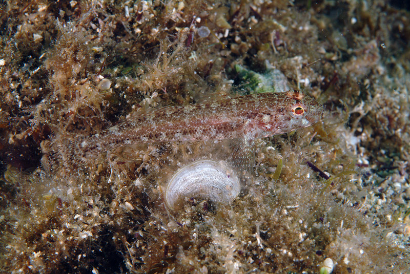 juvenile Gobius cruentatus (zona Porto Badisco LE)